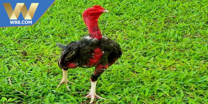 Cách Chọn Giống Giỏi Cho Người Nuôi Gà Chuyên Nghiệp 4 Cách chọn giống giỏi luôn là nền tảng quan trọng đối với người nuôi gà