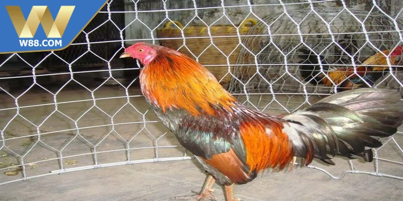 Cách Làm Gà Đá Tăng Tốc - Phương Pháp Nhanh Hiệu Quả Nhất 6 Cách làm gà đá tăng tốc lưu ý khi vận động