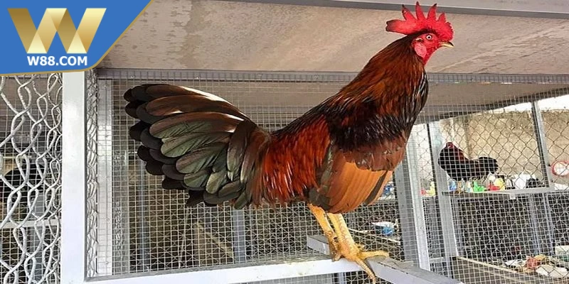 Cách Nuôi Gà Đá Để Tránh Mệt Mỏi Hiệu Quả Trên Sàn Đấu 6 Cách nuôi gà đá để tránh mệt mỏi phục hồi và nghỉ ngơi