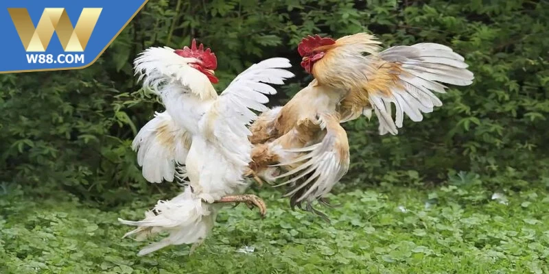 Đá Gà Cựa - Khái Niệm Các Loại Cựa Và Luật Thi Đấu 4 Đá gà cựa đang là hình thức thi đấu chiến kê có nhịp độ mạnh mẽ
