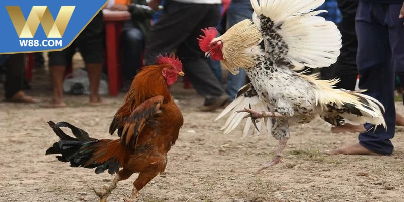 Kỹ Thuật Chọi Gà Nhanh Gọn Bí Quyết Cho Sư Kê Mới Chơi 5 Yếu tố tạo nên kỹ thuật chọi gà nhanh gọn