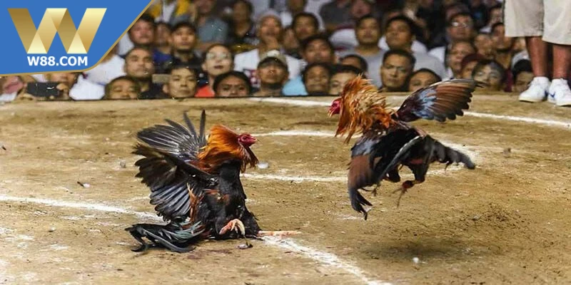 Mẹo Đá Gà Khi Bị Tấn Công - Tổng Hợp Mẹo Từ Chuyên Gia 4 Mẹo đá gà khi bị tấn công hiệu quả cao